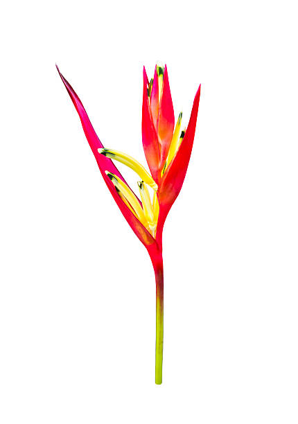 istock Red tropical flower heliconia on white 471026010