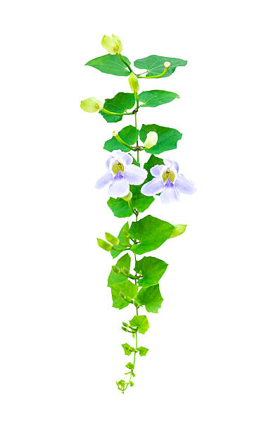 istock Blue Trumpet Vine flower with greenleaf 471026502