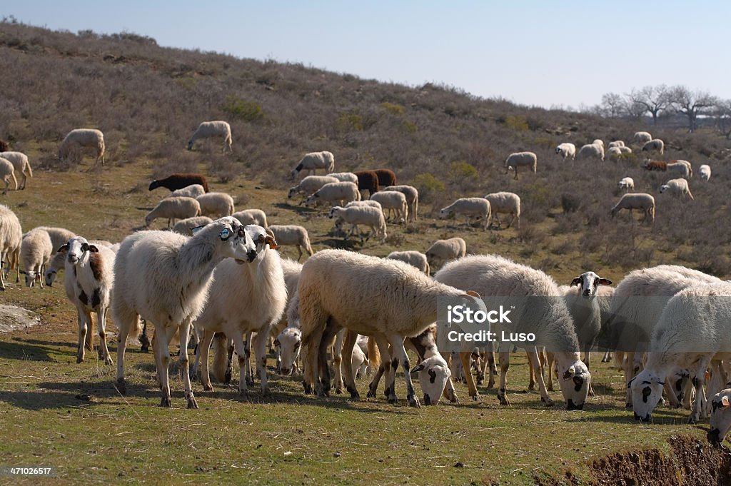 Heard Schafe in der Pasture (Portugal - Lizenzfrei Agrarbetrieb Stock-Foto