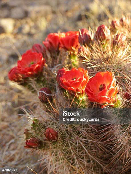 Photo libre de droit de Cactus En Fleur banque d'images et plus d'images libres de droit de Beauté de la nature - Beauté de la nature, Cactus, Cactus hérisson