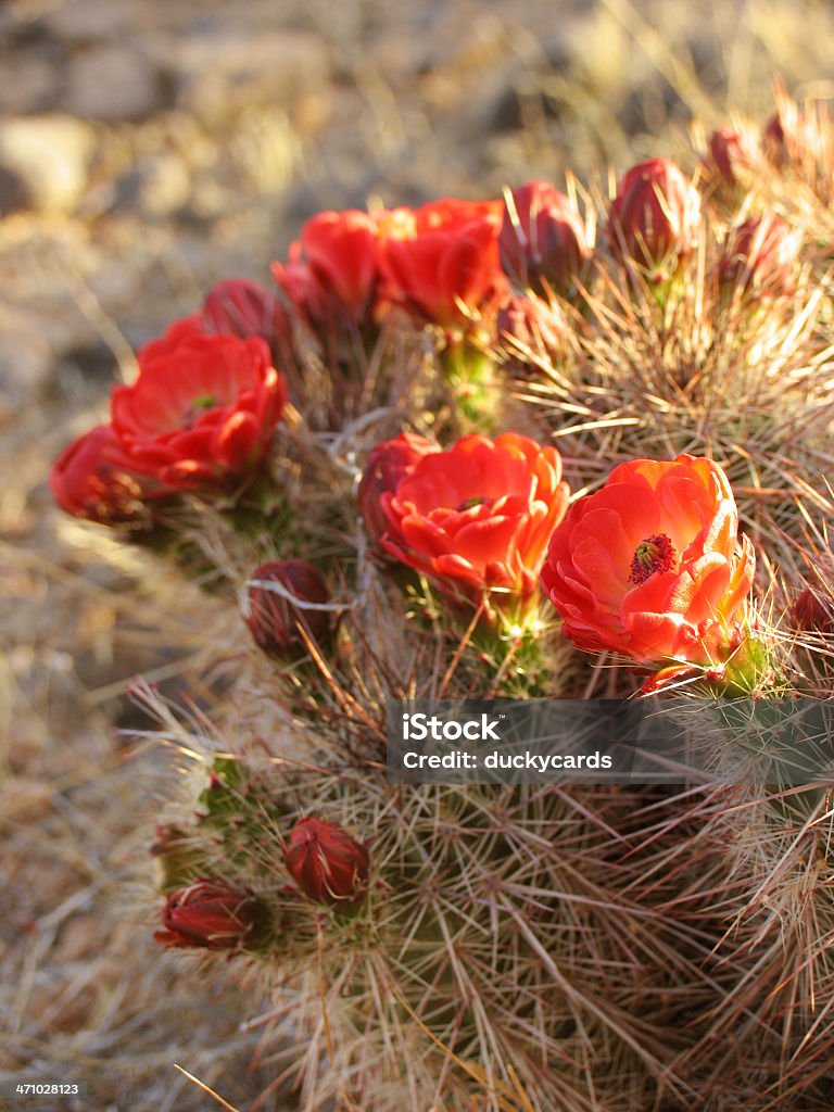 Cactus a fioritura - Foto stock royalty-free di Bellezza naturale