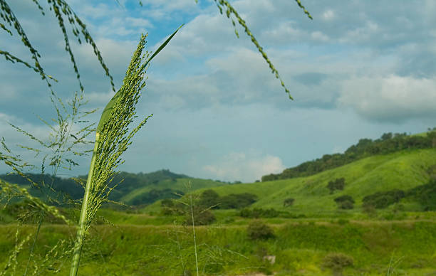 A green and \