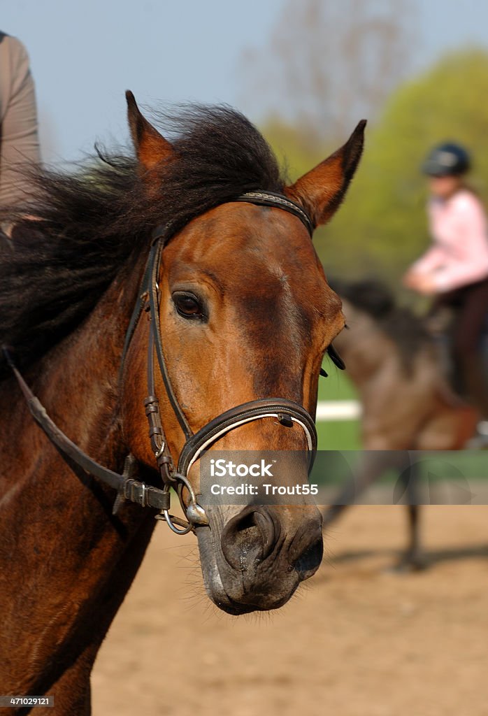 portrait de cheval - Photo de Activité libre de droits