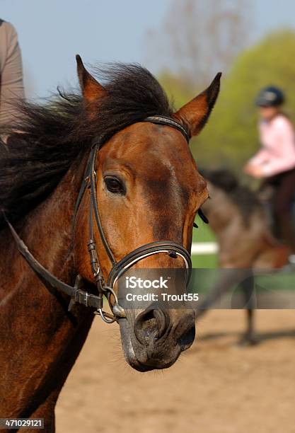 Photo libre de droit de Portrait De Cheval banque d'images et plus d'images libres de droit de Activité - Activité, Activité de loisirs, Agriculture