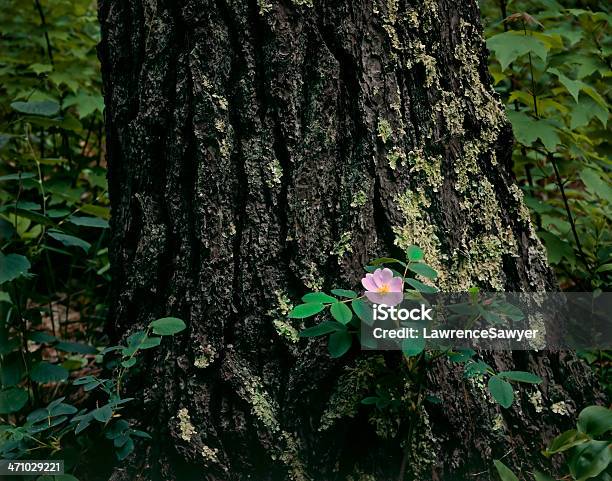 Wild Rose And Norway Pine Stock Photo - Download Image Now - Biology, Concepts, Environment