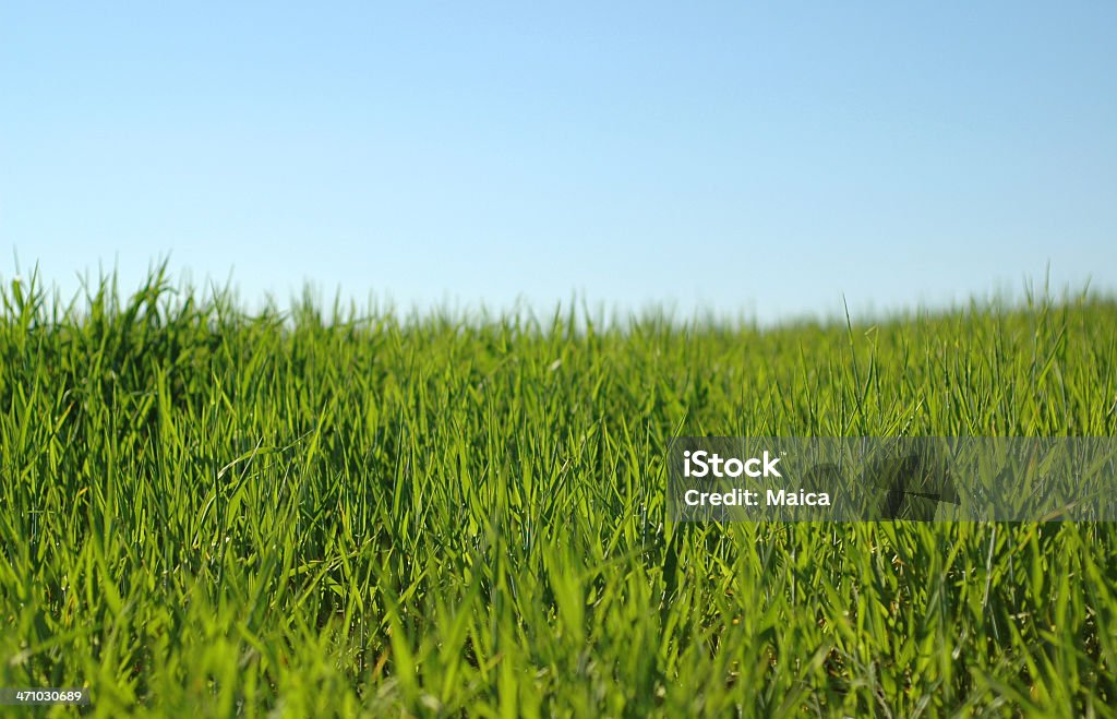 O campo - Royalty-free Abril Foto de stock