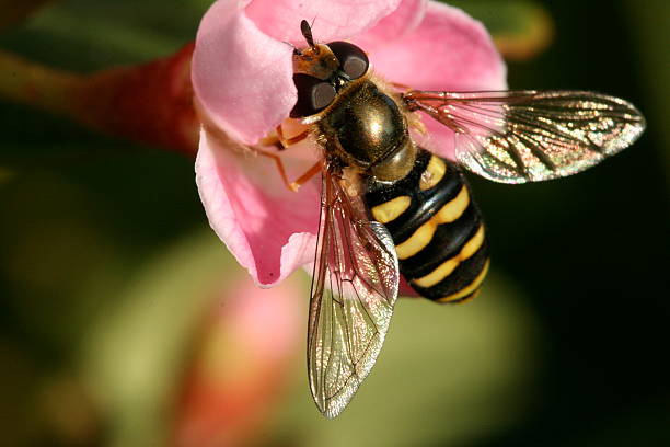 wasp jak tryb najeżdżania fly (syrphus torvus). - animal imitation pink yellow wing zdjęcia i obrazy z banku zdjęć