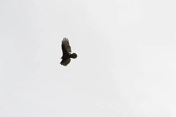 Turkey Vulture flying in the sky.