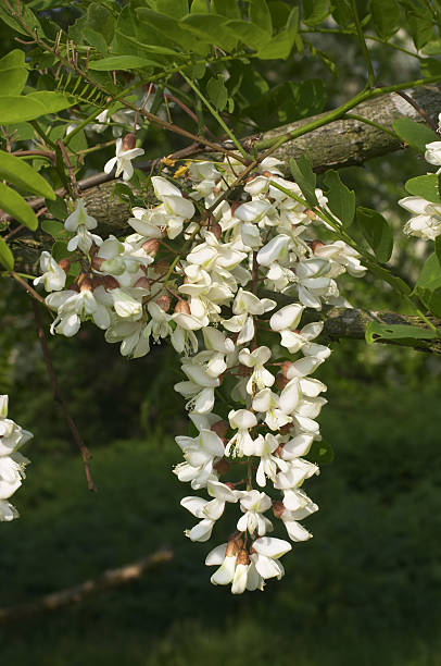 robinia negro locust tree blossom blanco - locust tree black robinia fotografías e imágenes de stock
