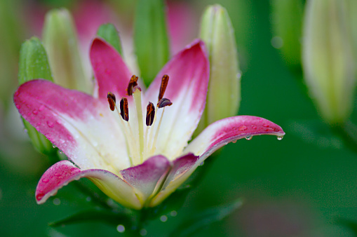 Lily of the valley flowers in a clearing in the rain with raindrops flowing down the leaves and flowers, a narrow focus area, macro