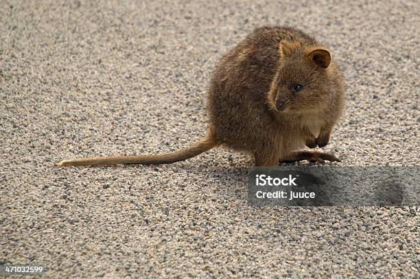 Foto de Australian Quokka e mais fotos de stock de Rato - Rato, Canguru, Setonix Brachyurus