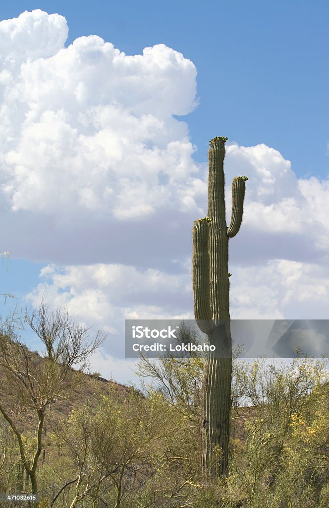 Nubes de Sonora - Foto de stock de Arbusto libre de derechos