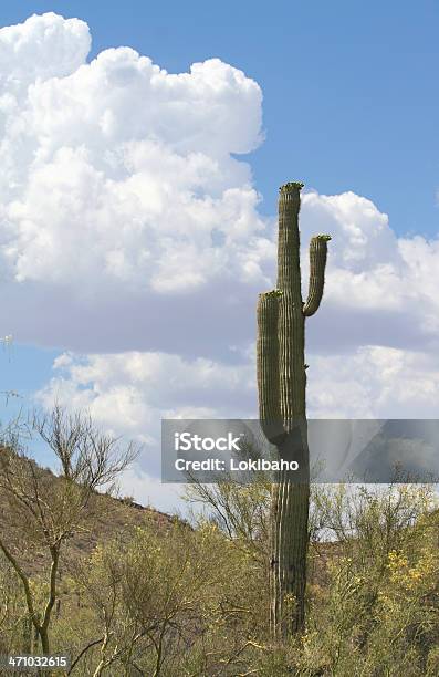 Nubes De Sonora Foto de stock y más banco de imágenes de Arbusto - Arbusto, Arizona, Cactus
