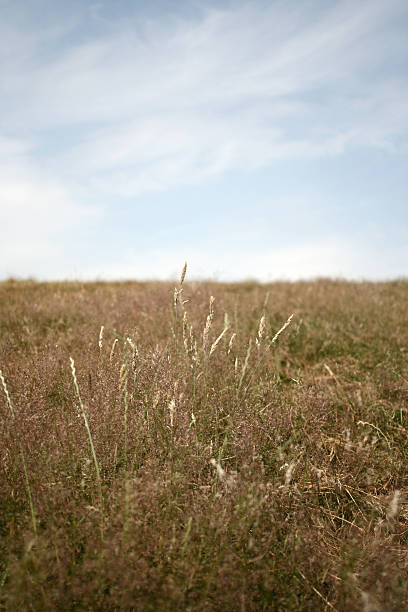 Campo de grama - foto de acervo