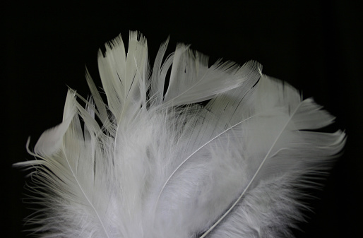 White feathers against black background.