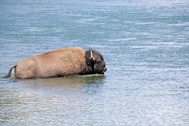 Bison Crossing River In Yellowstone Stock Photo - Download Image