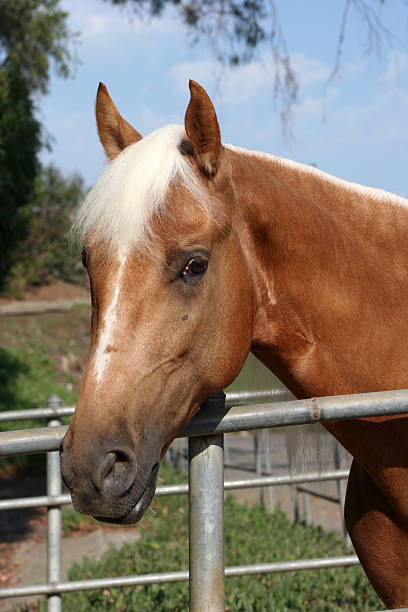 Palomino Stallion #2 stock photo