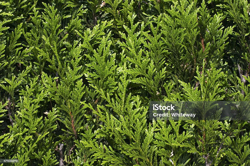 Evergreen cypress Blätter strukturierte grünem Hintergrund oder Muster - Lizenzfrei Baum Stock-Foto