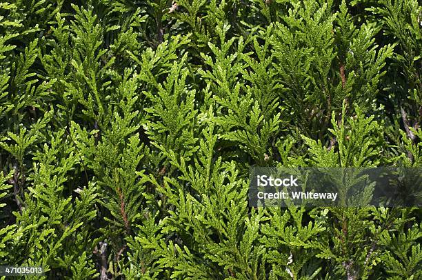 Evergreen Cypress Листья Текстурированной Зеленый Фон Или Рисунком — стоковые фотографии и другие картинки Ароматический