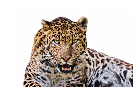 close-up of a leopard isolated on white background