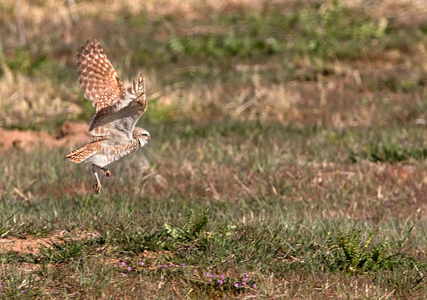 Burrowing owl flies over prairie Denver Colorado copy space