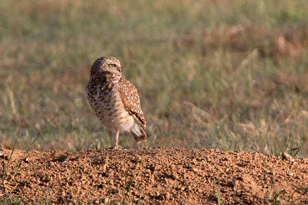 istock Burrowing owl perched on burrow mound Denver Colorado copy space 471035302