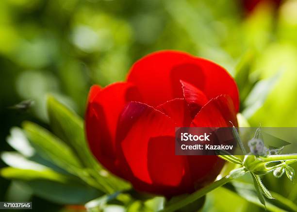 Foto de Wild Vermelho Peônia e mais fotos de stock de Arbusto - Arbusto, Botânica - Assunto, Botão - Estágio de flora