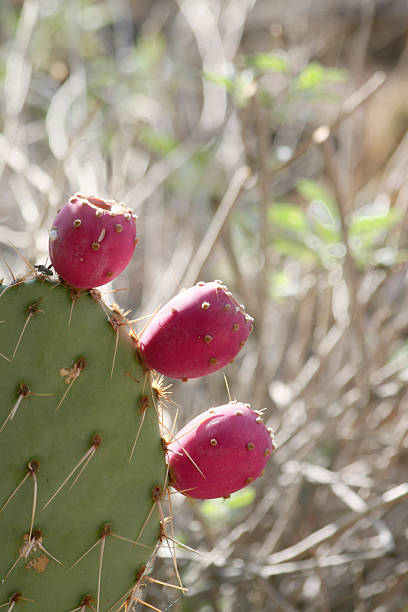 chumbera frutas - prickley pear cactus fotografías e imágenes de stock