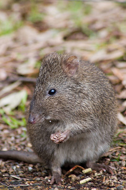 potoroo manger un plomb - long nosed potoroo photos et images de collection