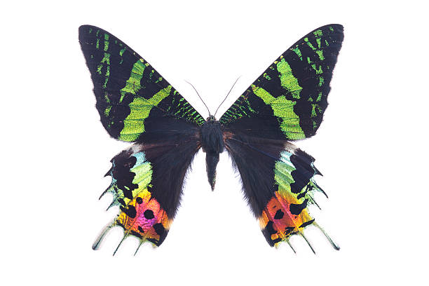 istock Sunset Moth Urania Ripheus female Isolated on White 471037950
