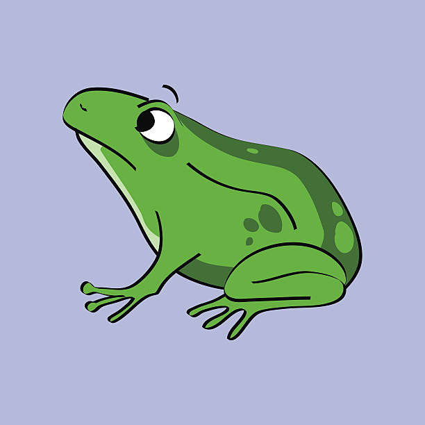 Green Frog Amphibian Drawing vector art illustration