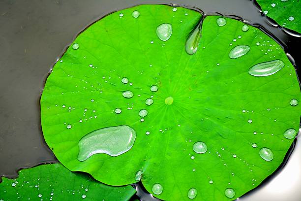 istock Green water lily leaves floating on water surface 471038218