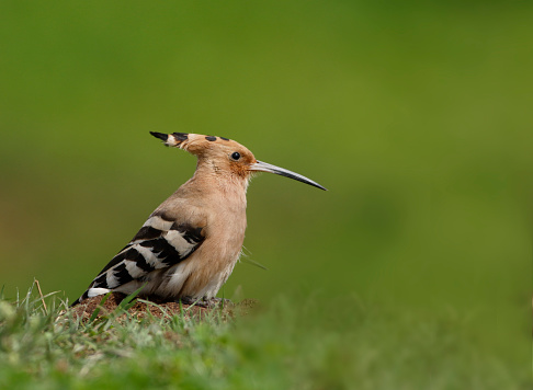 The hoopoe is a colourful bird found across Afro-Eurasia, notable for its distinctive \