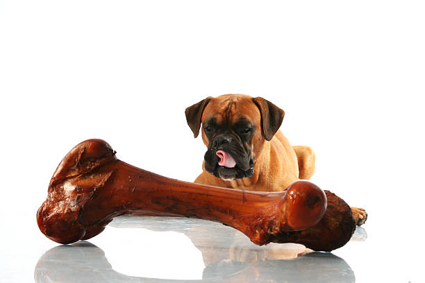 istock Boxer dog staring hungry at a big bone in the foreground 471039063