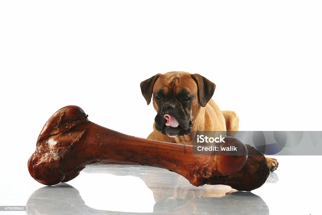 Boxer dog staring hungry at a big bone in the foreground More pictures of this model - check my lightbox. Boxer - Dog Stock Photo