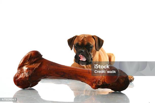 Boxer Dog Staring Hungry At A Big Bone In The Foreground Stock Photo - Download Image Now