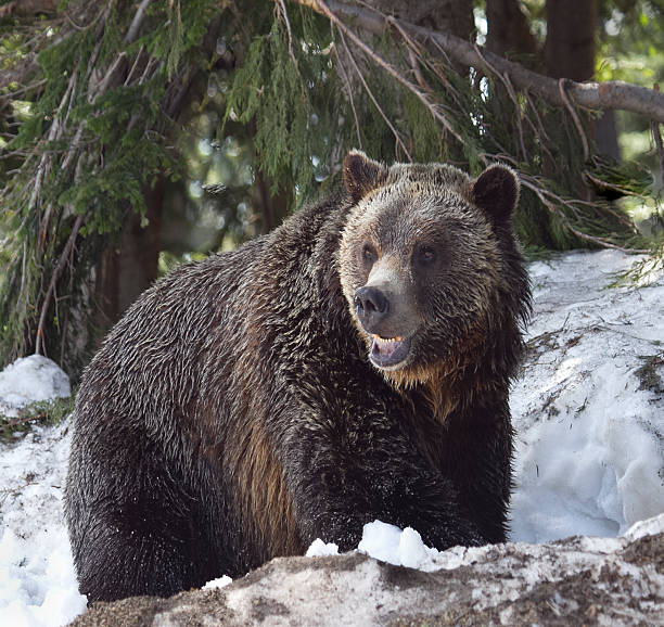 istock Grizzly bear in the snow 471039082