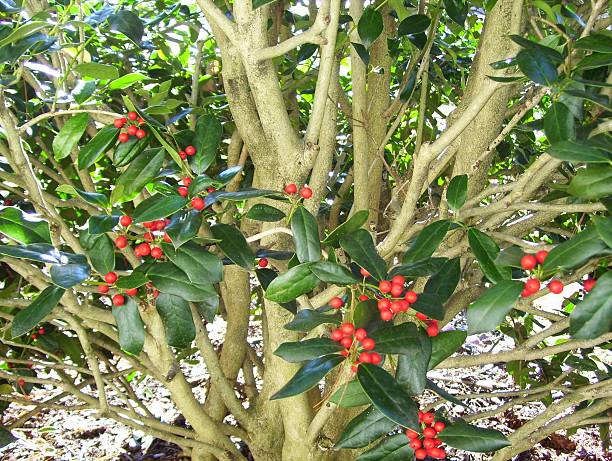 Burford Holly Tree with Red Berries stock photo