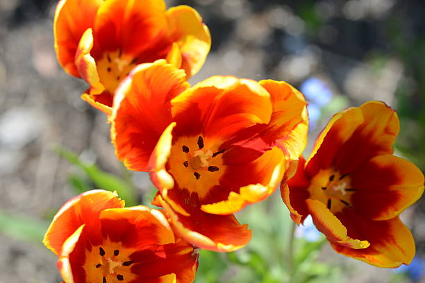 istock bunch of red yellow tulips top view. 471039370