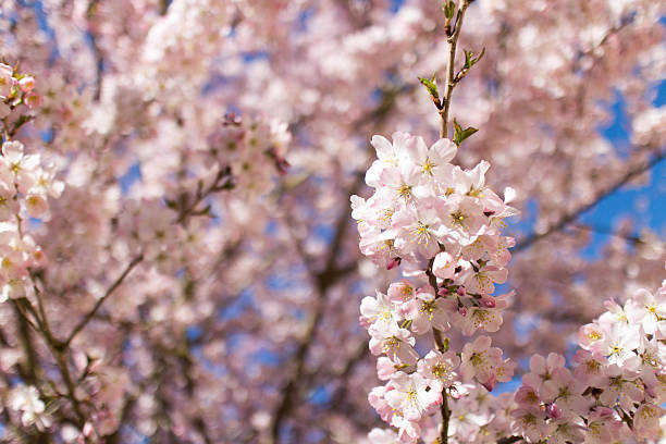 istock Cherry Blossom on a sunny day 471039542