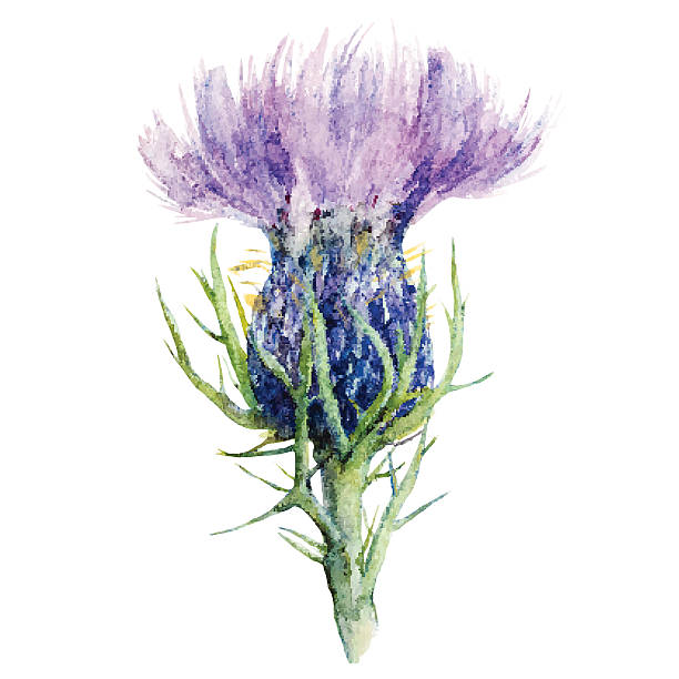 mariendistel. - purple thistle stock-grafiken, -clipart, -cartoons und -symbole