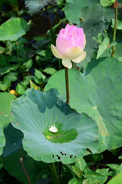 istock Lotus Flower or Water Lilly Blossom in pond 471040196