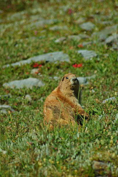marmota olímpico - olympic marmot fotografías e imágenes de stock