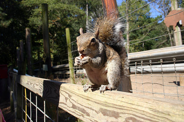 Squirrel on a fence with nut stock photo