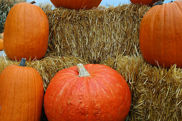 Pumpkins and Straw stock photo