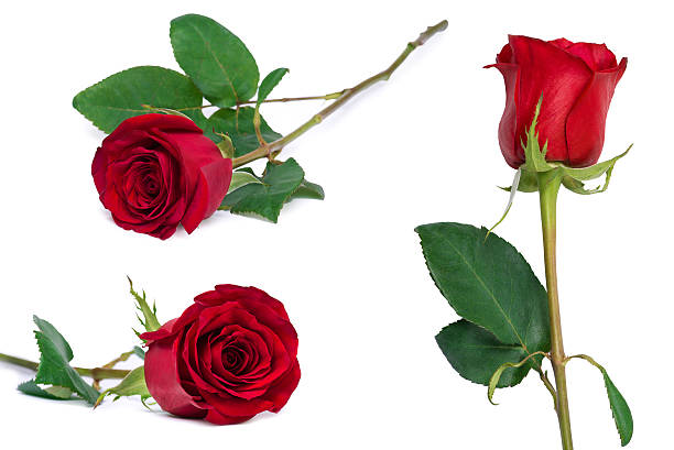 istock red rose set flower close-up isolated on white 471042598