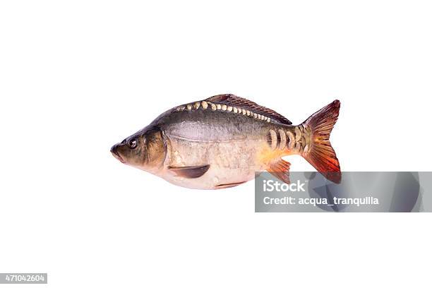Watercolor Illustration, Fish Caught in a Fishing Net. Perch and Pike  Tangled in a Fishing Net Isolated on White Stock Image - Image of fishery,  realistic: 272505347, fishnet fishing