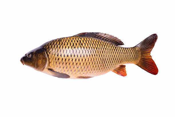 istock Carp fresh raw fish isolated on white background, clipping path 471042608