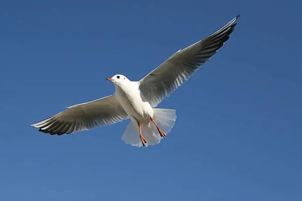 a white sea gull in the flight on a autumn day with glorious weather and sky is blue and cloudness.