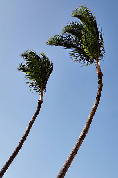 two palm trees stock photo